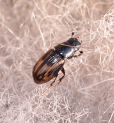 Chilothorax