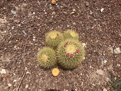 Mammillaria pringlei