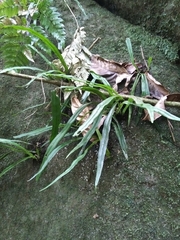 Polytaenium feei