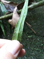 Polytaenium feei