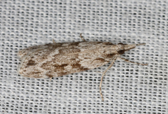 Scoparia plagiotis