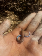 Plestiodon tetragrammus brevilineatus