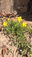 Oxalis californica