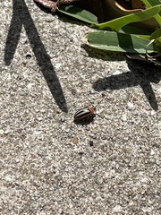 Disonycha leptolineata