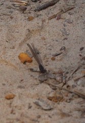Enallagma dubium