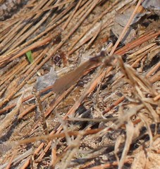 Enallagma dubium