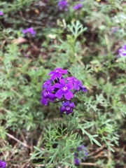 Glandularia tenera