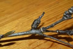 Andricus torreyaensis