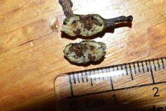 Andricus torreyaensis