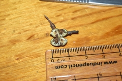 Andricus torreyaensis