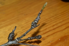 Andricus torreyaensis