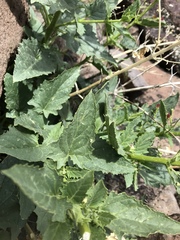Scrophularia desertorum