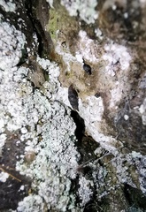 Euphaedusa minatoi