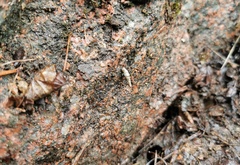 Bathyptychia