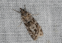 Scoparia syntaracta