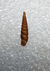 Euphaedusa steetzneri