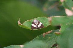 Nyctemera tripunctaria