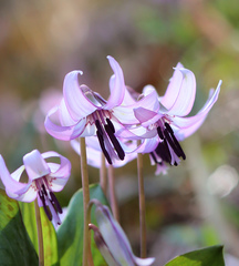 Erythronium japonicum