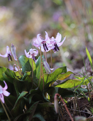 Erythronium japonicum