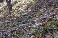 Erythronium japonicum