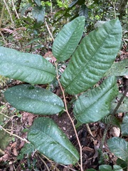 Chrysophyllum argenteum