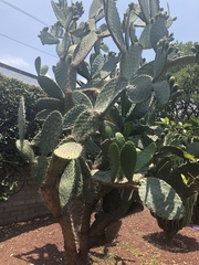 Opuntia