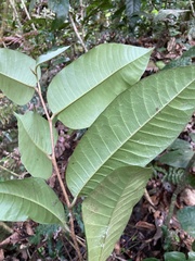 Chrysophyllum argenteum