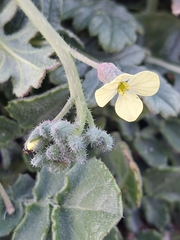 Coincya monensis johnstonii