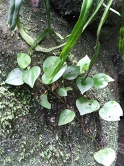 Peperomia serpens