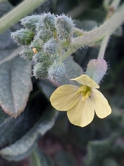 Coincya monensis johnstonii