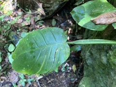 Philodendron lingulatum