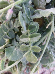 Coincya monensis johnstonii