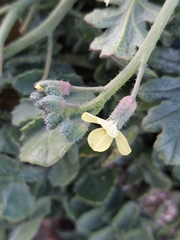Coincya monensis johnstonii