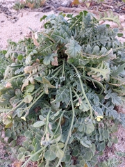 Coincya monensis johnstonii