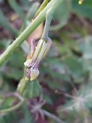 Coincya monensis johnstonii