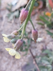 Coincya monensis johnstonii