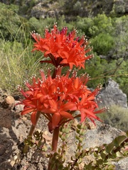 Brunsvigia marginata