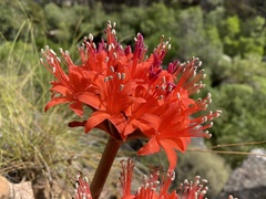 Brunsvigia marginata