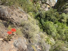 Brunsvigia marginata