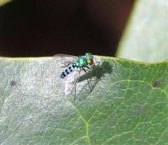 Condylostylus pruinosus