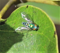 Condylostylus pruinosus