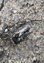 Andrena erigeniae
