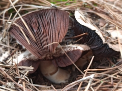 Agaricus bitorquis