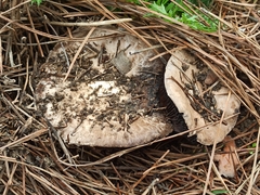Agaricus bitorquis