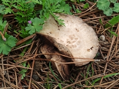 Agaricus bitorquis