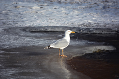 Larus argentatus