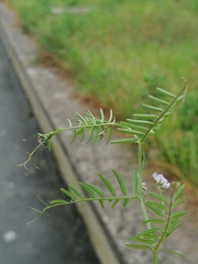 Vicia hirsuta