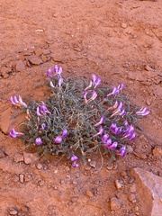 Astragalus zionis