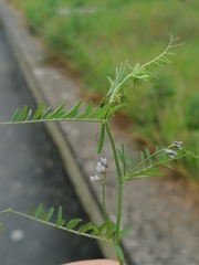 Vicia hirsuta
