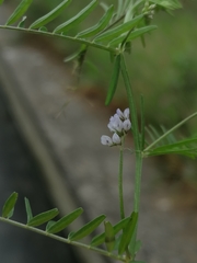 Vicia hirsuta
